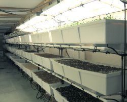 Vertical Growing - wall growing
